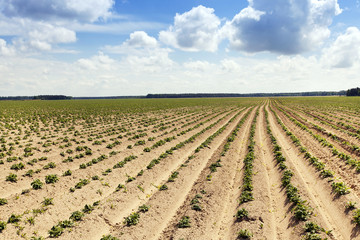 potato field . furrow