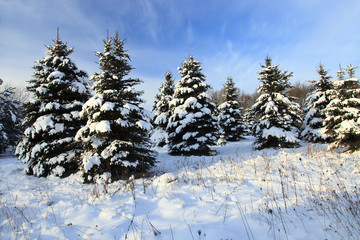 Spruce winter -. fir tree 
