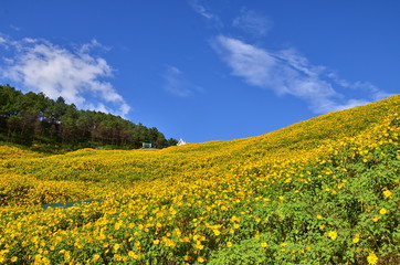 Obraz premium mexican sunflower field