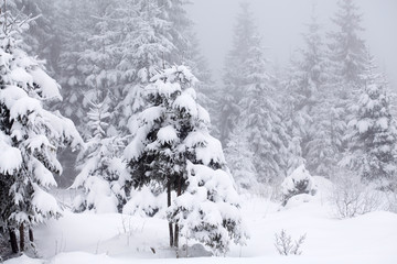 Christmas background with snowy fir trees