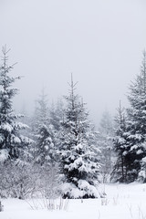 Christmas background with snowy fir trees