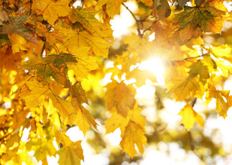 Fall. Autumn Yellow Maple Leaves.