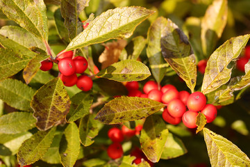 Branch of Holly Berries in Sunny Day