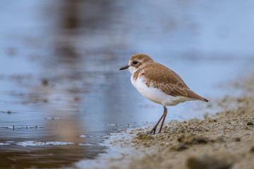 Lesser Sand Plover (Charadrius mongolus)  standing near shore 
