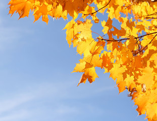 Autumn Yellow Maple Leaves over Blue Sky. Fall