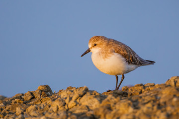 Close up alone of Rufous-necked Stint (Calidris ruficollis) 