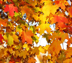 Autumn Maple Leaves. Outdoor. Fall Background