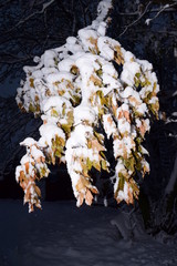 первый снег