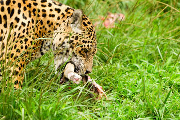 Male Wild Jaguar Cat