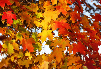 Autumn Maple Leaves. Outdoor. Fall Background