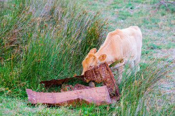 Capture stunning images with short telephoto lenses and achieve accurate daylight white balance for optimal results.