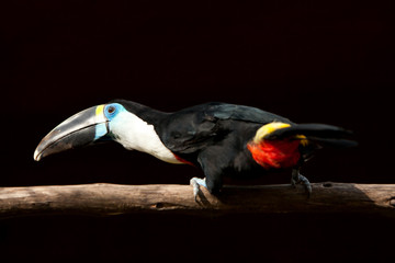 Discover the magnificent White Throated Toucan,a striking 55cm black bird with a distinctive white throat,large red bill,and a vibrant yellow border a true marvel of nature!