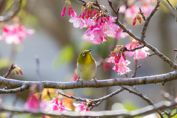 桜の花とメジロ