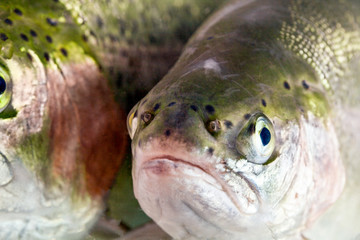 Discover the intricate details of an adult female trout in our captivating headshot offering a...
