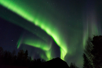 beautiful aurora borealis over the tree tops