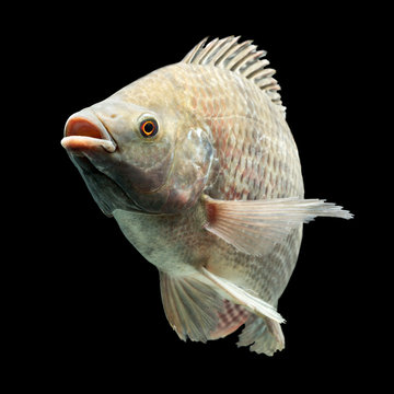 A detailed close-up of a tilapia fish isolated on a black background, showing its textured scales, prominent eye and slightly open mouth, highlighting the aquaculture fish's anatomy.