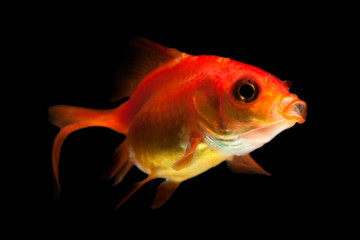 Fototapeta premium Vivid depiction of an oranda goldfish fry set against a striking black backdrop perfect for showcasing the beauty and diversity of aquatic life in aquariums