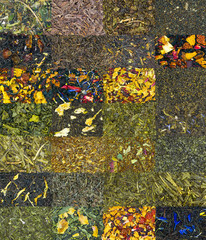 Assorted Dried Tea Leaves