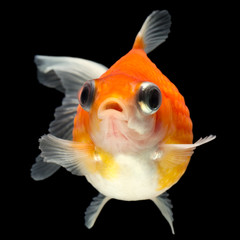 High quality studio shot of a pearlscale goldfish isolated on a black background,ensuring complete finnage