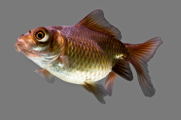 Explore the nuanced depiction of a telescope goldfish meticulously isolated against a subtle gray backdrop in a high resolution studio aquarium photograph