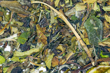 White Tea Pai Mu Tan