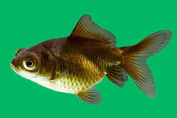 Delve into the detailed portrayal of a telescope goldfish carefully isolated against a verdant green background in a high fidelity studio aquarium photograph