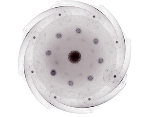 Illustartion of Gold glittering star dust circle