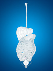 Conceptual anatomical human or man 3D digestive system