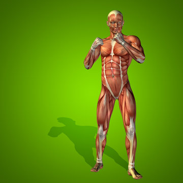 Conceptual 3D human man health anatomy
