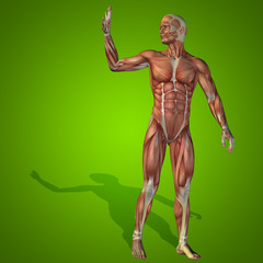 Conceptual 3D human man health anatomy