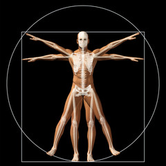 Vitruvian human or man conceptual 3d proportion anatomy body