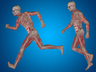 Conceptual man or human 3D anatomy or body on blue