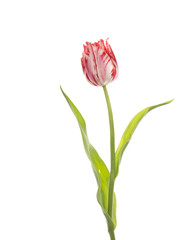 colorful two-tone beautiful tulips - 94769759