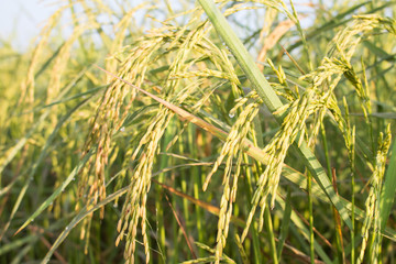 Close up of rice in field