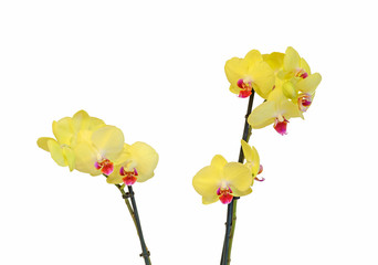 Yellow branch orchid  flowers with green leaves, Orchidaceae, Phalaenopsis known as the Moth Orchid, abbreviated Phal.