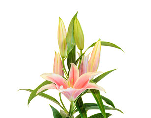 White and pink Lilium flowers, (Lily, lillies) bouquet, floral arrangement, close up, isolated, white background.
