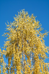 Fototapeta premium Yellow birch in autumn against blue sky