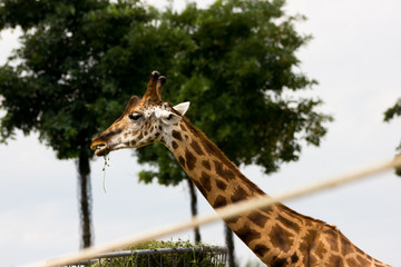 Lateral view giraffe eating