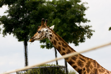 Lateral view giraffe eating