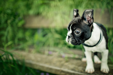 Boston Terrier Puppy