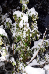 первый снег