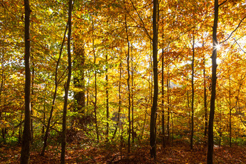Herbstwald Deutschland
