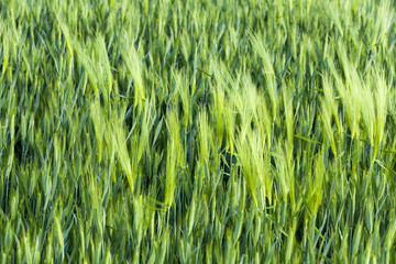 immature cereals . wheat