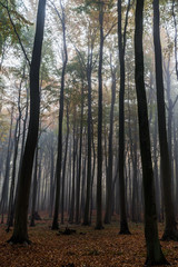 Obraz premium Geisterwald