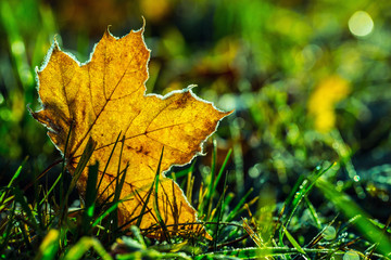 Autumn colors. Autumn leaves in autumn colours and lights