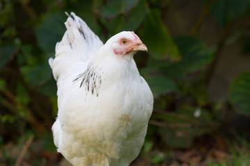 poule