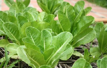 green,green cos,tiberius,salad,vegetable,farm,food