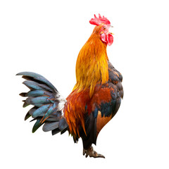 Fighting cock isolated on white
