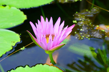 lotus flower background