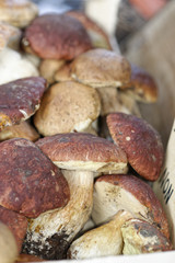 boletus edulis
